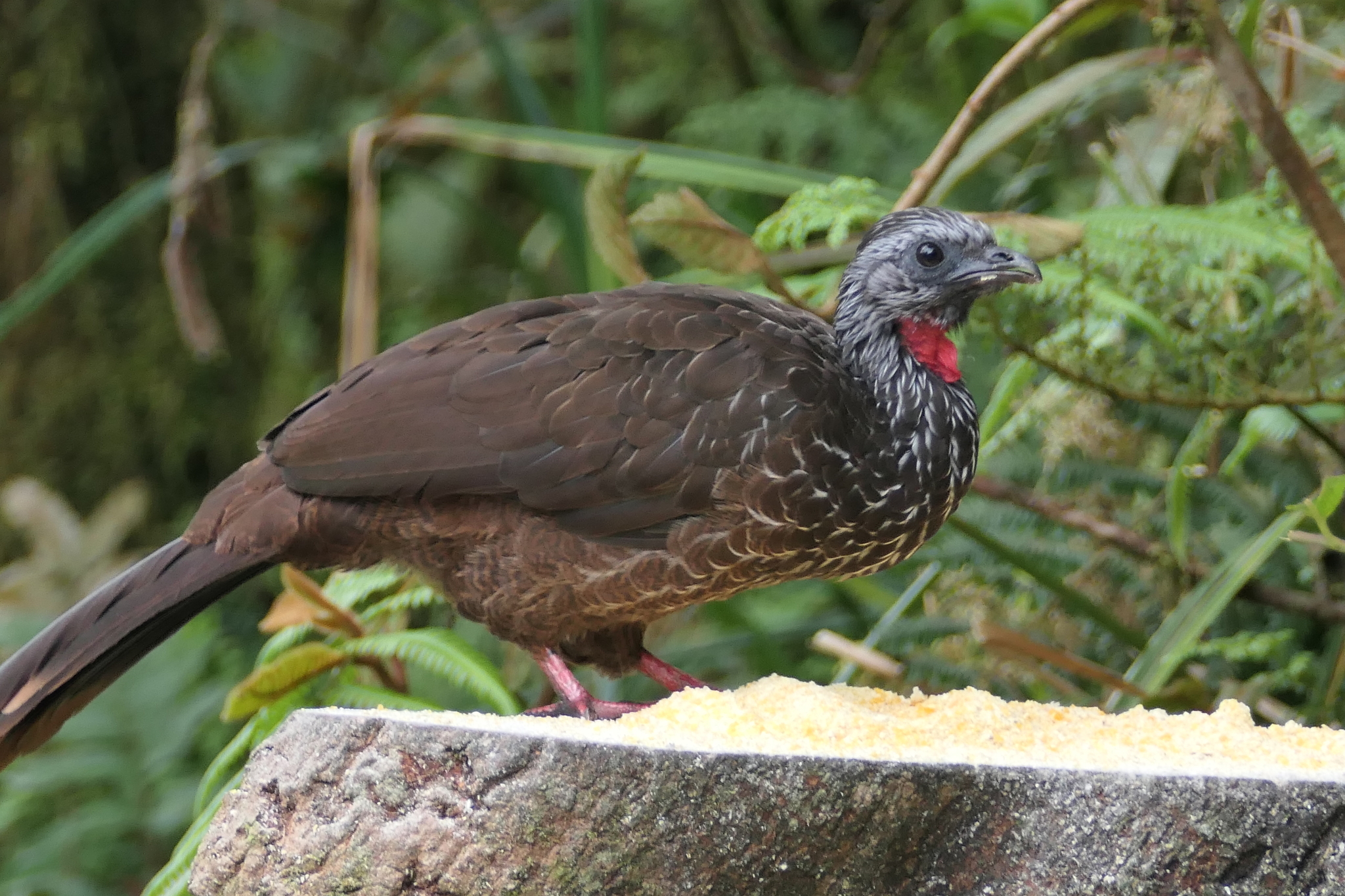 Bearded Guan (Penelope barbata), photo 8