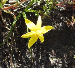 Pauridia serrata serrata