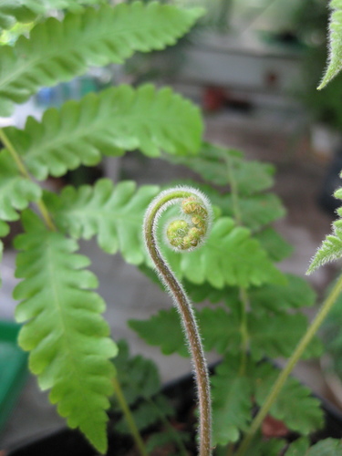 Christella parasitica