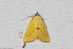 Phytometra orgiae