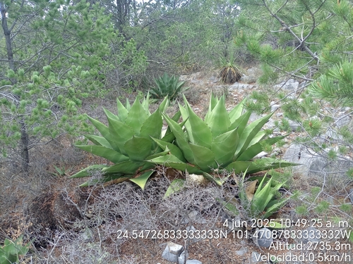 Agave gentryi (Agave gentryi)