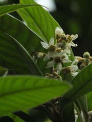 Eriobotrya japonica