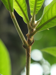 Eriobotrya japonica