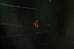 Argyrodes flavescens