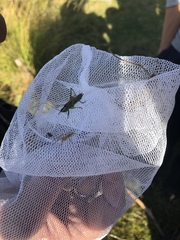 Conocephalus dorsalis