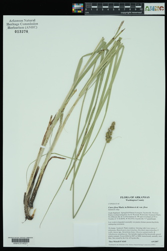 Carex fissa iNat (2)