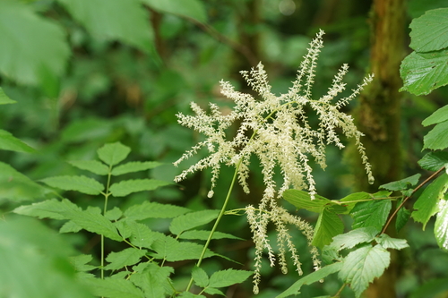 Bride's feathers (Aruncus dioicus)
