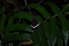 Pidorus