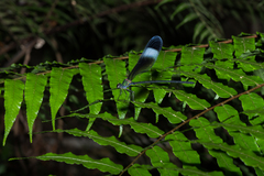 Psolodesmus mandarinus mandarinus
