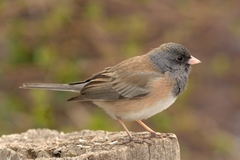 Junco hyemalis mearnsi