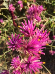 Vernonia lindheimeri