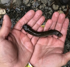 Trichomycterus chapmani