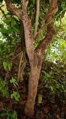 Antidesma ghaesembilla
