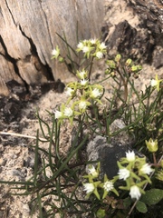 Eustegia minuta