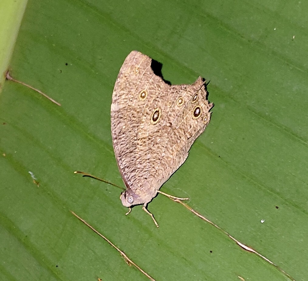 Common Evening Brown