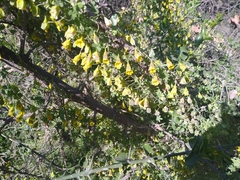 Tropaeolum brachyceras