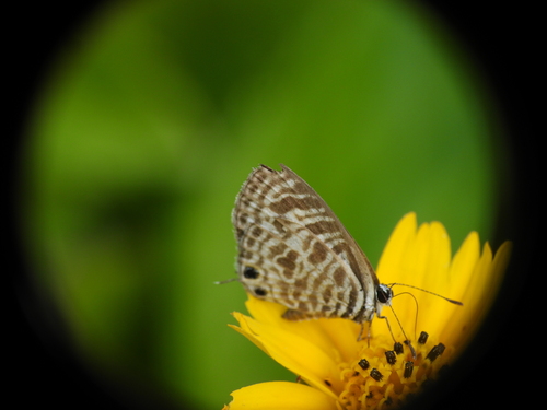 Zebra Blue photo 4