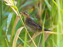 Helopsaltes certhiola