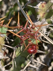 Euphorbia vandermerwei