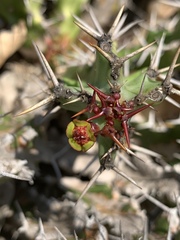 Euphorbia vandermerwei