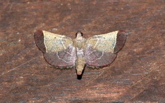 Hypsopygia amoenalis