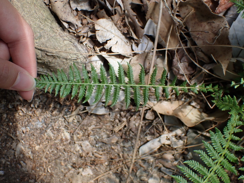 Parathelypteris observed 2025-05-18