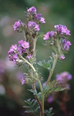 Phacelia franklinii