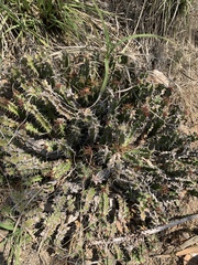 Euphorbia vandermerwei