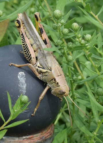 Differential Grasshopper, photo 5 of 7
