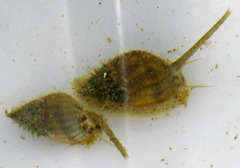 Tritia reticulata