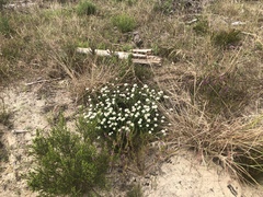 Metalasia pulchella