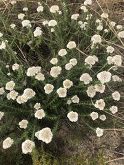 Metalasia pulchella
