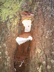 Ganoderma adspersum