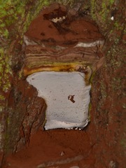 Ganoderma adspersum