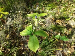 Paris verticillata