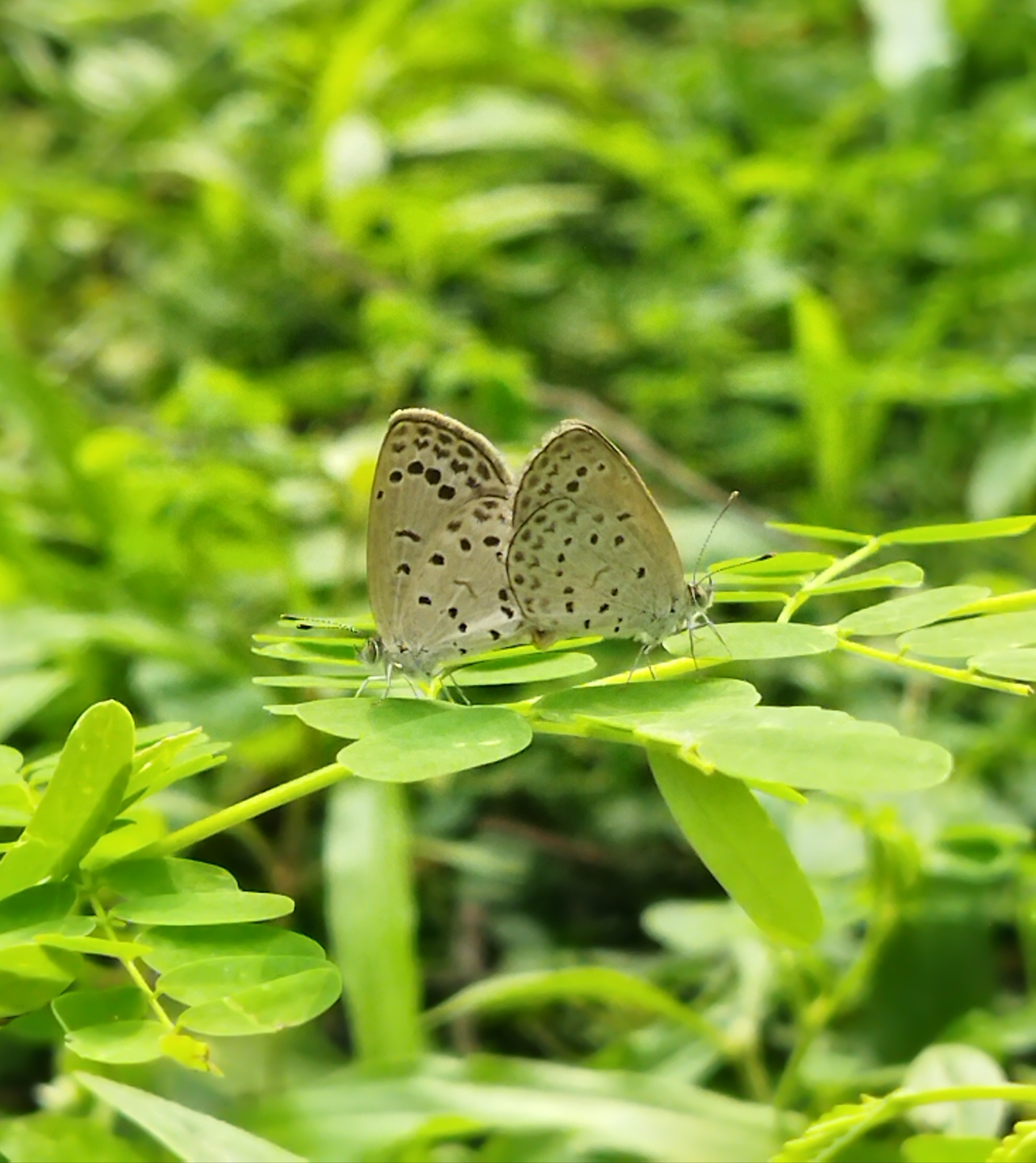 Pale Grass Blue