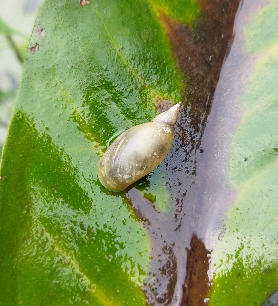 Radix rufescens