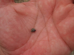 Clibanarius tricolor