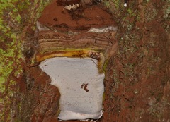 Ganoderma adspersum