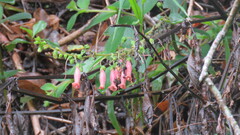 Sinningia sellovii