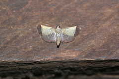 Hypsopygia amoenalis