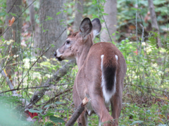 Odocoileus virginianus