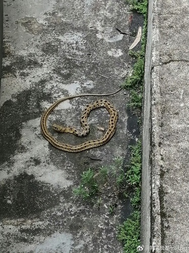Buff Striped Keelback