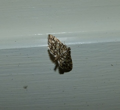 Lygropia rivulalis