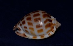 Phalium areola