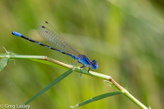 Argia leonorae