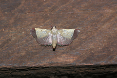 Hypsopygia amoenalis