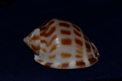 Phalium areola