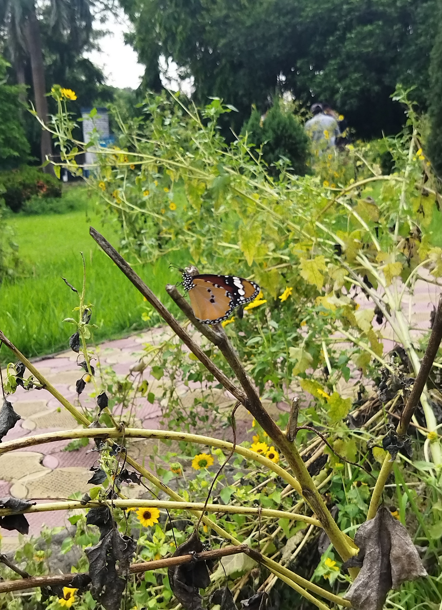 Plain Tiger