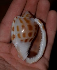 Phalium areola